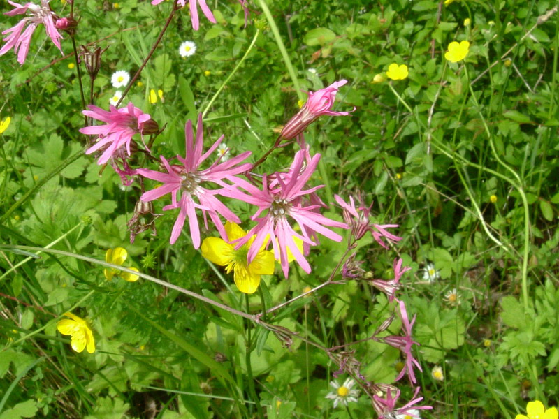 Lychnis flos-cuculi / Crotonella Fior di cuculo
